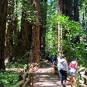 Muir Woods Giant redwood Trees