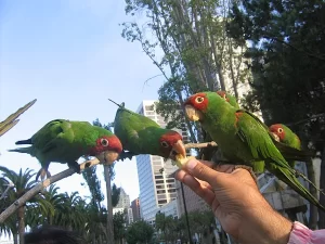 Parrots of Telegraph Hill 