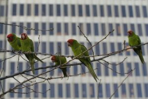 Wild Parrots on Telegraph Hill