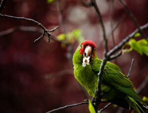 Wild Parrots of Telegraph Hill San Framcisco