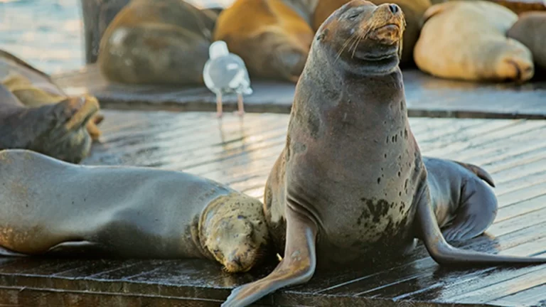 Sea Lions at Pier 39