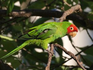 Wild parrot perched in San Francisco, the city’s official animal