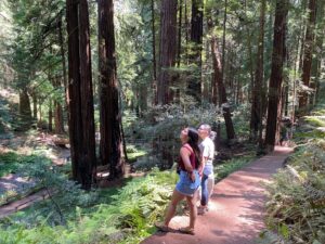 Two guests hiking along a path in Muir Woods National Park with sunlight filtering through towering redwood trees
