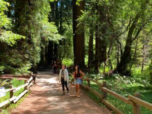 Two guests walking along a path at Muir Woods National Park during a private sightseeing tour with towering redwood trees behind them