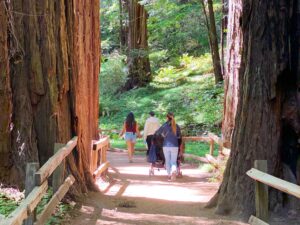 Guests strolling along a path at Muir Woods National Park framed by towering giant redwood trees