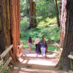 Private tour guests strolling along a forest path among giant redwood trees in Muir Woods National Park