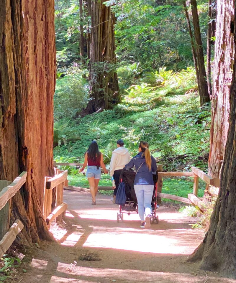 Private tour guests strolling along a forest path among giant redwood trees in Muir Woods National Park