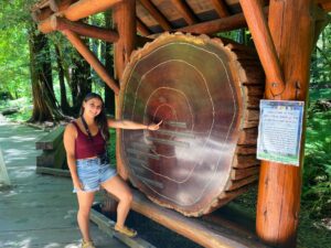Guest pointing to the growth rings on a 900-year-old redwood tree display at Muir Woods National Park