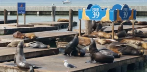 Pier 39 Sea Lions